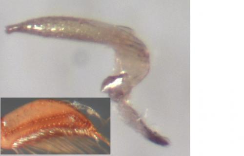 Sigara nigrolineata